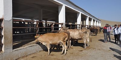BULANIK’TA CANLI HAYVAN PAZARI KAPATILDI